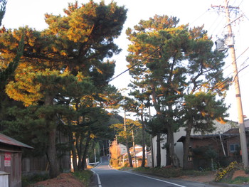 東海道松並木