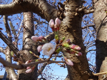 桜咲く