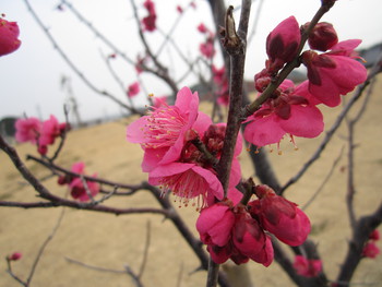梅の花