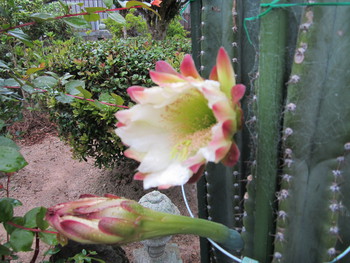 サボテンの花