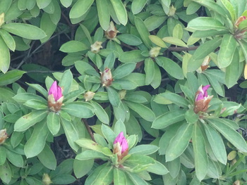 桜に続いて