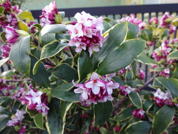 沈丁花