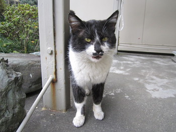 ノラ猫のお友達
