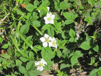 木いちごの花
