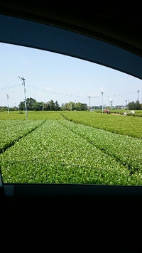 イイ色(о´∀`о) 2015/04/25 10:32:36