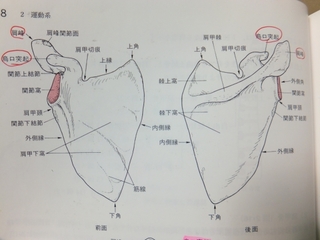 肩甲骨の動き