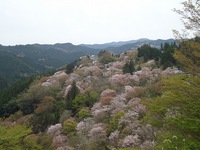 吉野山・佐奈川・長坂・佐鳴湖の桜