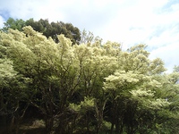 トキワマンサク北限群生地（湖西市）