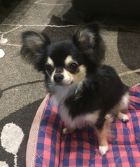【わんこの予防接種】