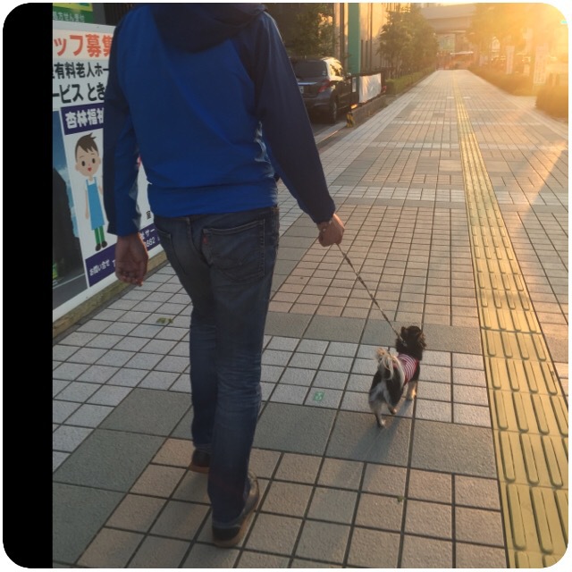 【わんことゆっくりお散歩】