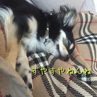 【天使の寝顔♡】 2016/04/29 15:55:28