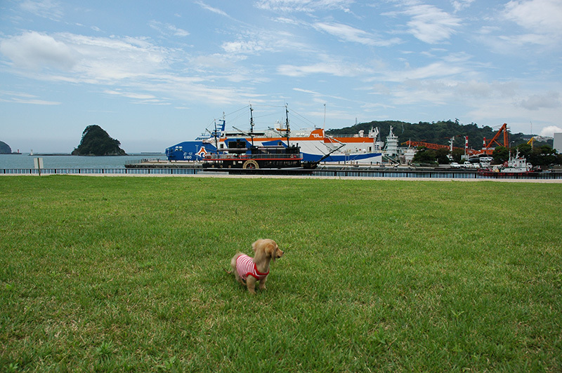 うちの愛犬