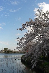 桜満開