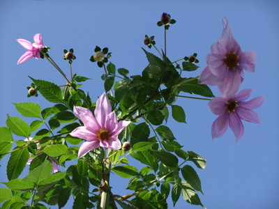 今朝の我が家　庭の花