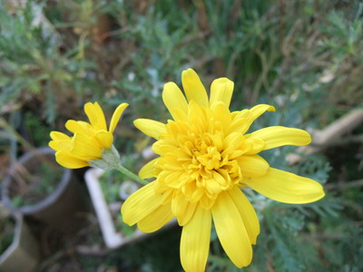 今朝の我が家　庭の花