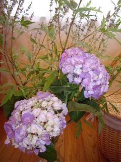 紫陽花