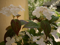 紫陽花