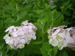 紫陽花