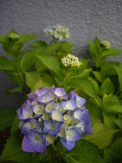 紫陽花