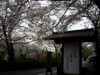 *お花見* 2009/04/05 23:38:22