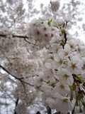 *お花見*