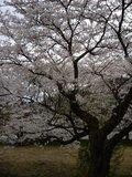 *お花見*