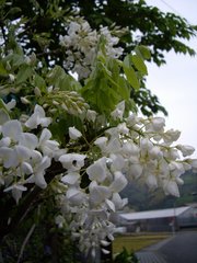 実家＆お土産探し