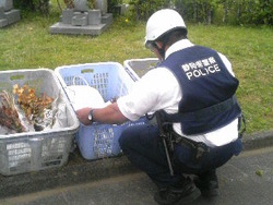子猫遺棄