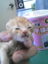 子猫