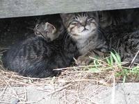 野良猫の駆除