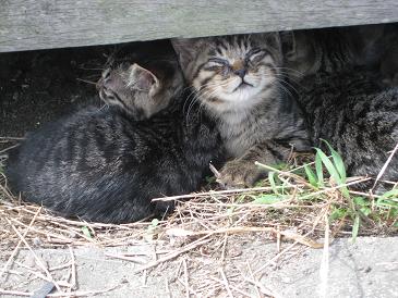 野良猫の駆除