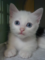 仔猫の裏側写真展
