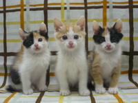 野良猫の不妊手術助成金制度の要望