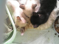 子猫