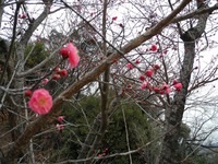 ふるさと公園の紅梅