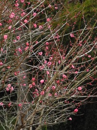 ふるさと公園の紅梅