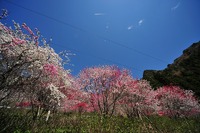 平山の里は春爛漫