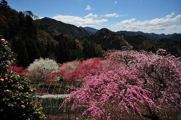 平山の里は春爛漫