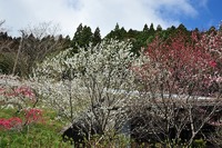 平山の里は春爛漫