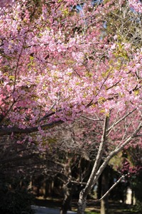 井伊谷宮の紅梅と桜