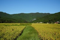 納庫の田圃で