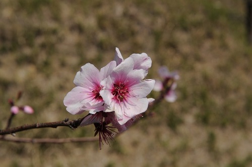 果物の花