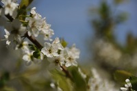 果物の花