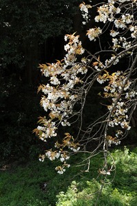 豊川・金野の老山桜