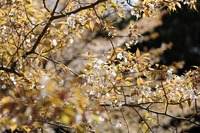 豊川・金野の老山桜