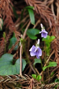 玖老勢で見た花