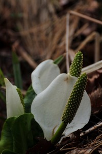 設楽の水芭蕉