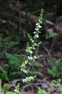 葦毛湿原の花Ⅱ