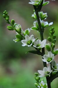 葦毛湿原の花Ⅱ