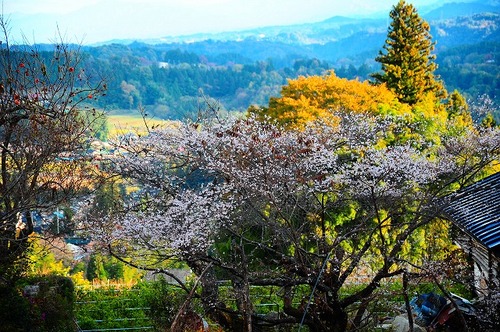 晩秋・山郷の桜